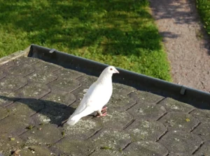Leben am Hof - 15